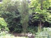 Šaltekšnis paprastasis ,Fine Line' (lot. Frangula alnus)